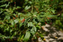 Rivina humilis